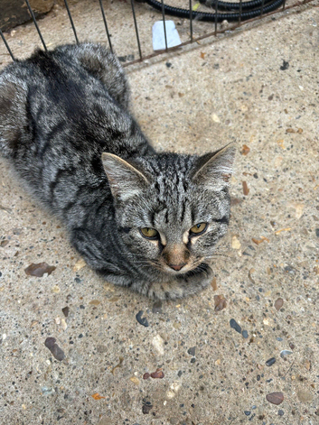 3 5 month old kittens needing loving homes