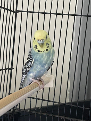 Beautiful blue&yellow female budgie