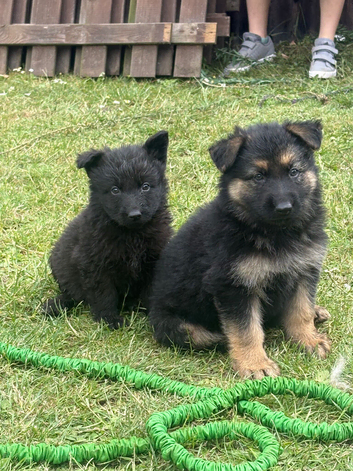 German shepherd puppies