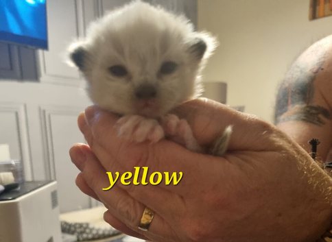 2 Male Ragdoll kittens