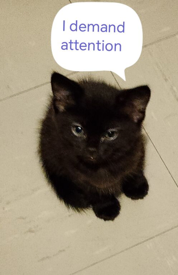 Very healthy strong cute black kitten