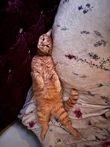 Adult cat