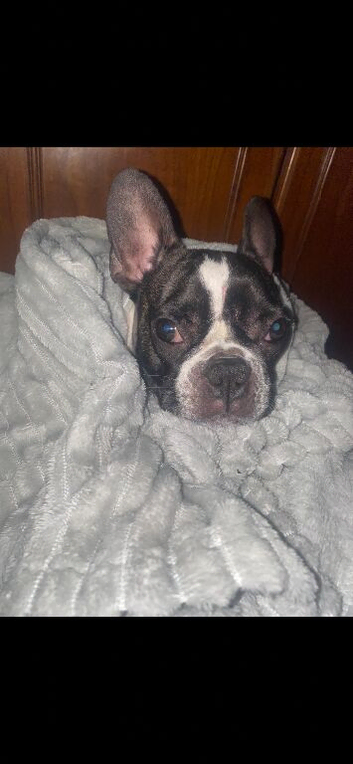 French bulldog need urgent rehoming