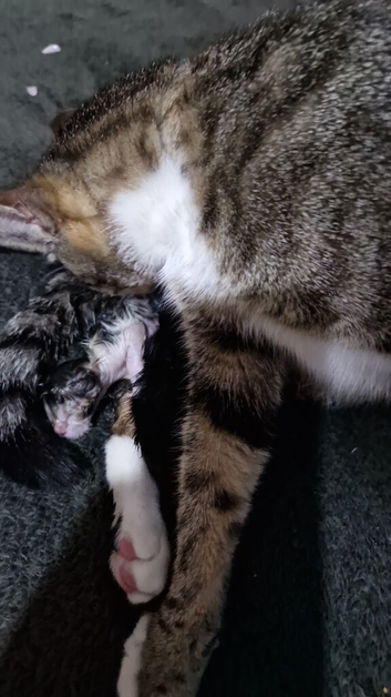 2 x black and white kittens available both ready for a loving home