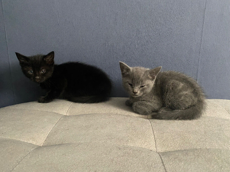 Grey and black kittens