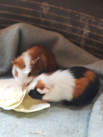 Baby Guinea pigs