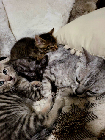 Bengal kittens.