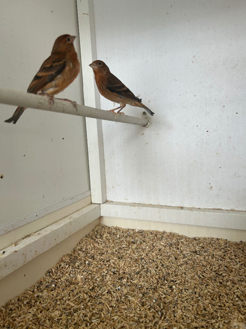 Black hooded red Siskin mules