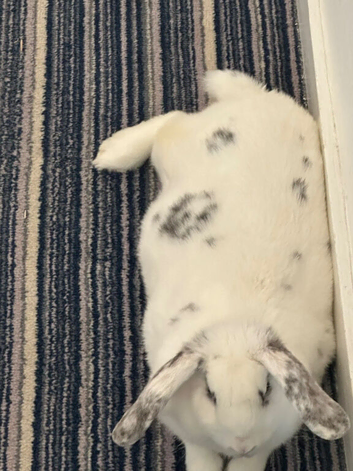 Snowball