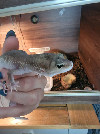 Midnight blizzard eclipse female gecko