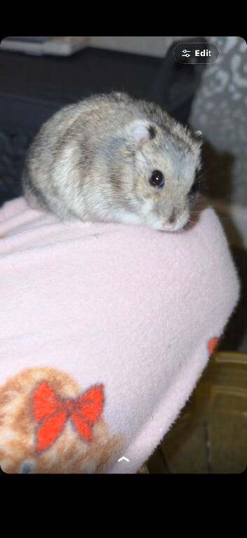Hamster/cage/ up for offers