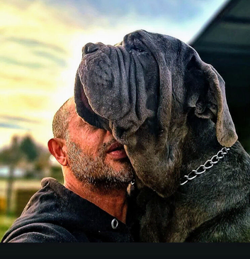 2 Neapolitan Mastiff Adults