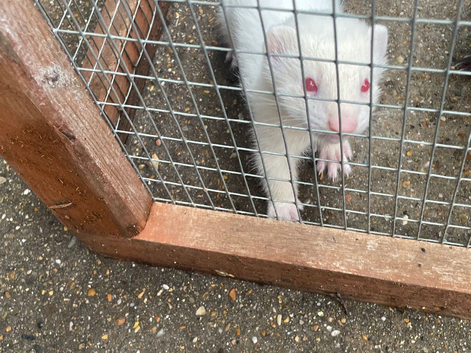 Albino hob ferret