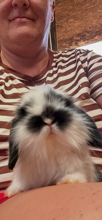 2 beautiful mini lops for sale