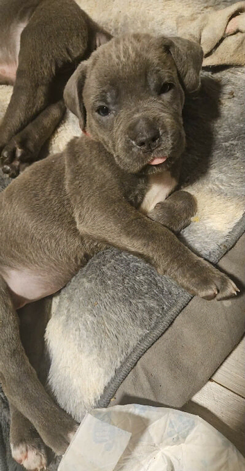 Cane corso x pups