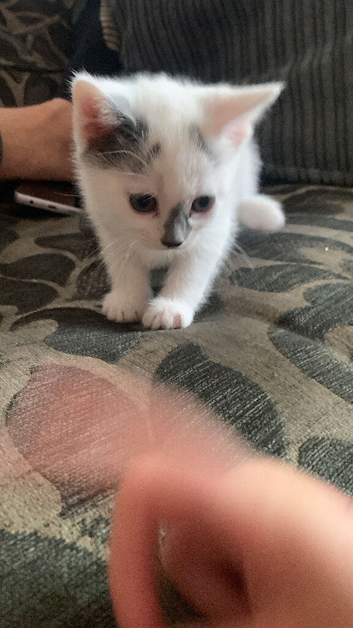 Rare beautiful white and grey female kitten