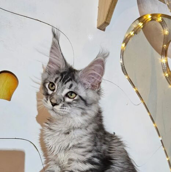 Adorable Maine Coon cat kittens- extensively health checked