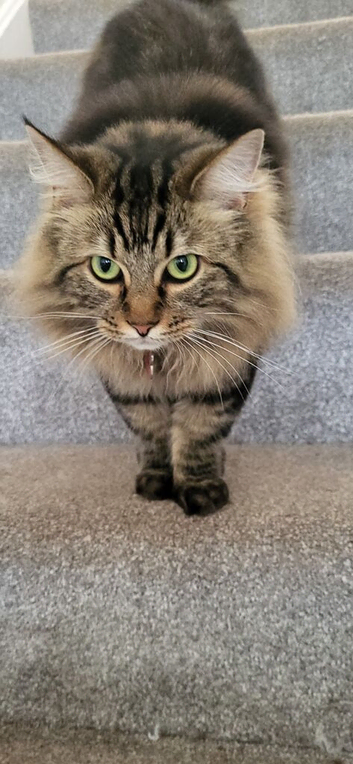 Longhair tabby