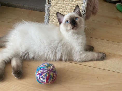 Pedigree Ragdoll Kittens