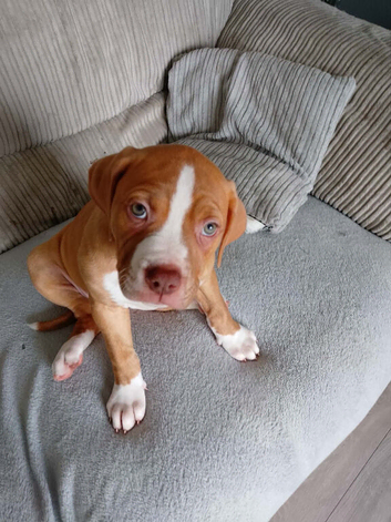Ready to go last one American bulldog