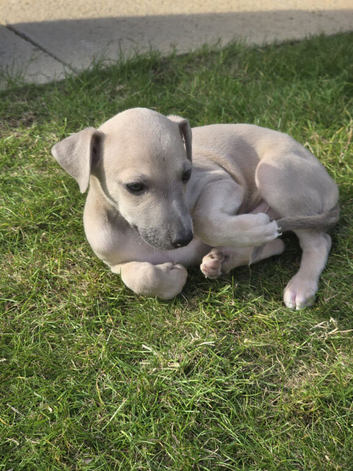 Whippet / italian greyhound  (wiggies) Stunning  puppies