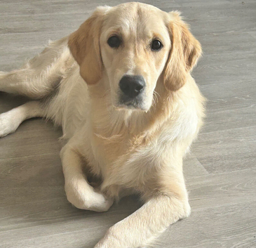 Female golden
