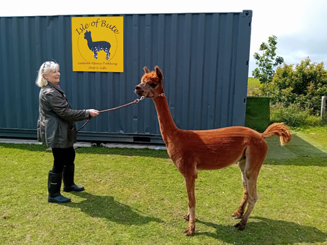 male castrated alpaca 7 years old