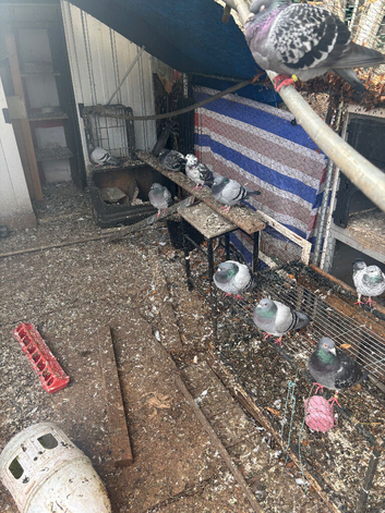 Flock of homing pigeons