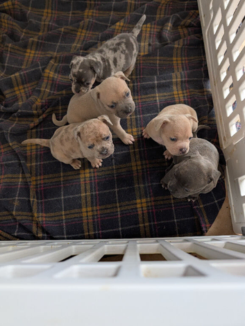 5 beautiful Frenchie X puppies