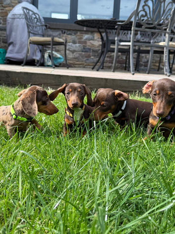 Beautiful miniature Dachshund Puppies.