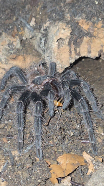 Spider collection