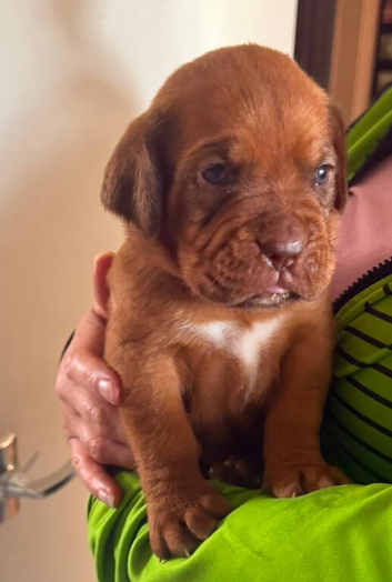Kc reg Dogue de Bordeaux puppies