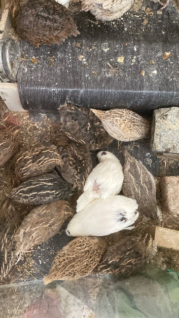 Quail