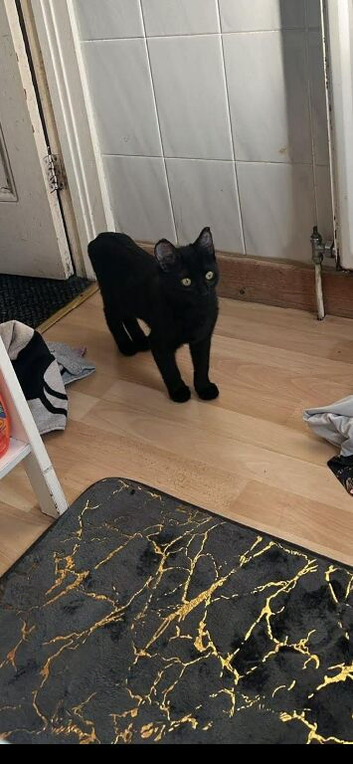 beautiful black boy