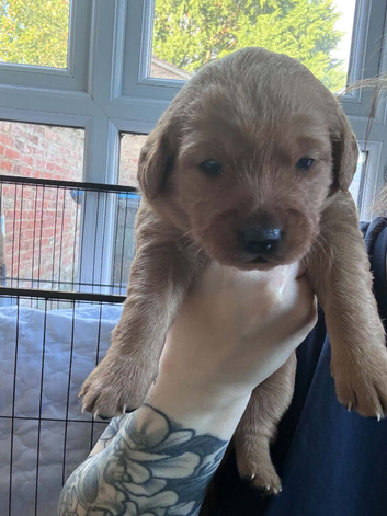 Beutiful litter of 5 puppies