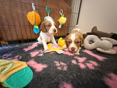 Beautiful Working Cocker Spaniel Puppies