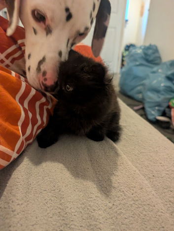 1 Female black kitten ready to go