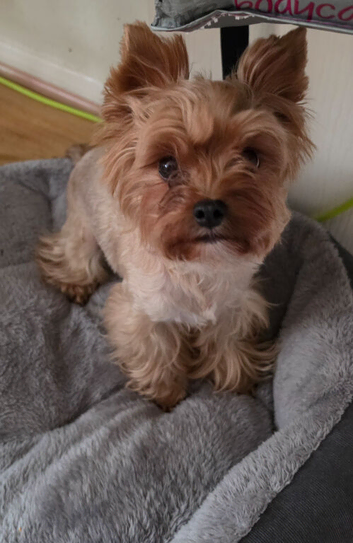 Ocean Pearl Yorkshire Terrier female looking for a loving forever home