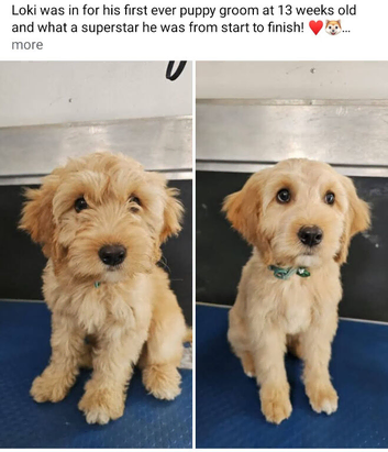 Dog Grooming Appointments available