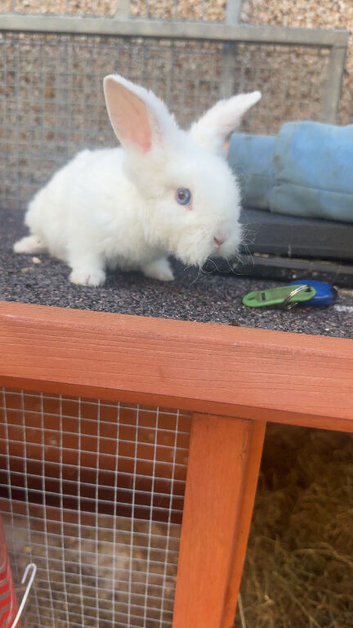 Unique Angora x lionhead 8 weeks