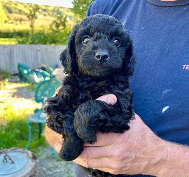 READY SOON Gorgeous Cockapoo pups