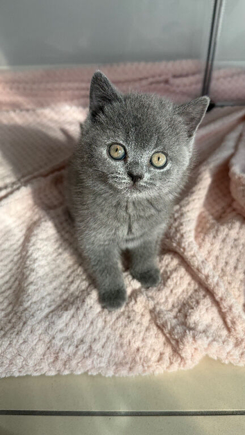 British Shorthair kittens