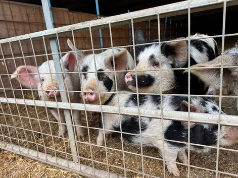 Kune kune pigs