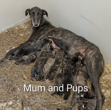 Wolfhound/Caucasian