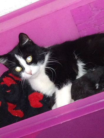 Kittens