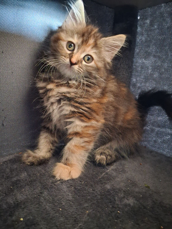 Beautiful female