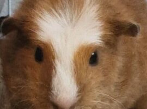 Cage included. Bonded female guinea pigs and cage