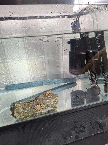Guppies