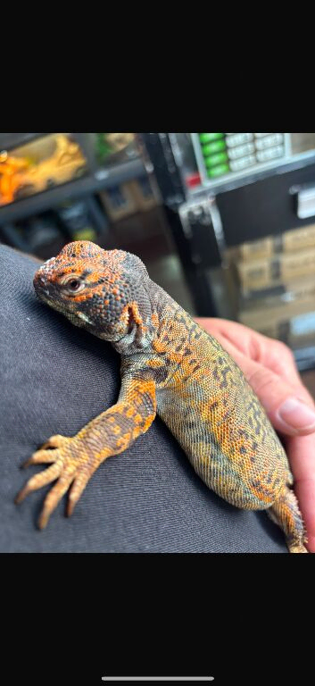 Moroccan Flame Uromastyx (Male)