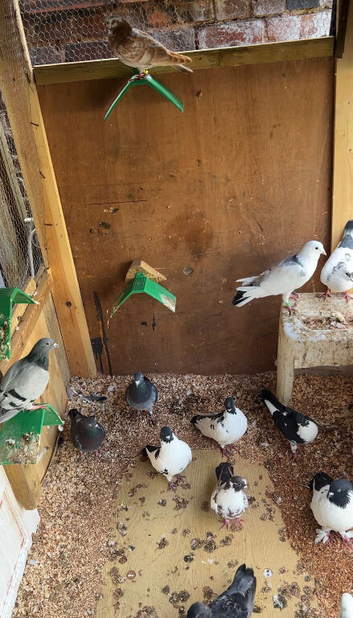 mix pigeons